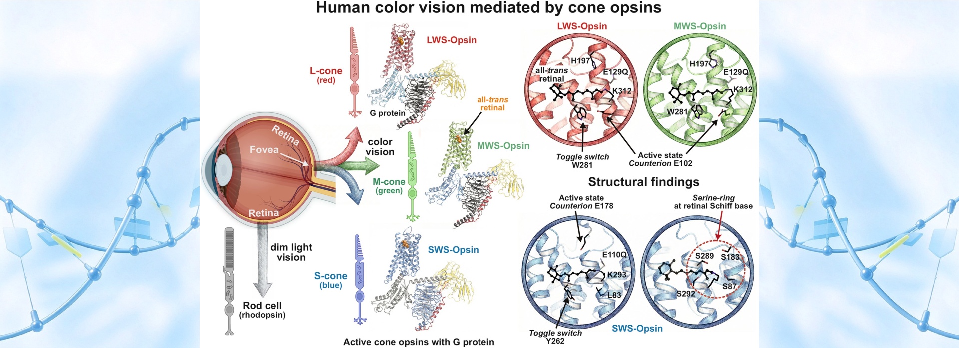张进团队在《Science》揭示人类三色视觉的分子机制：眼睛如何看见五彩斑斓的世界？.jpg